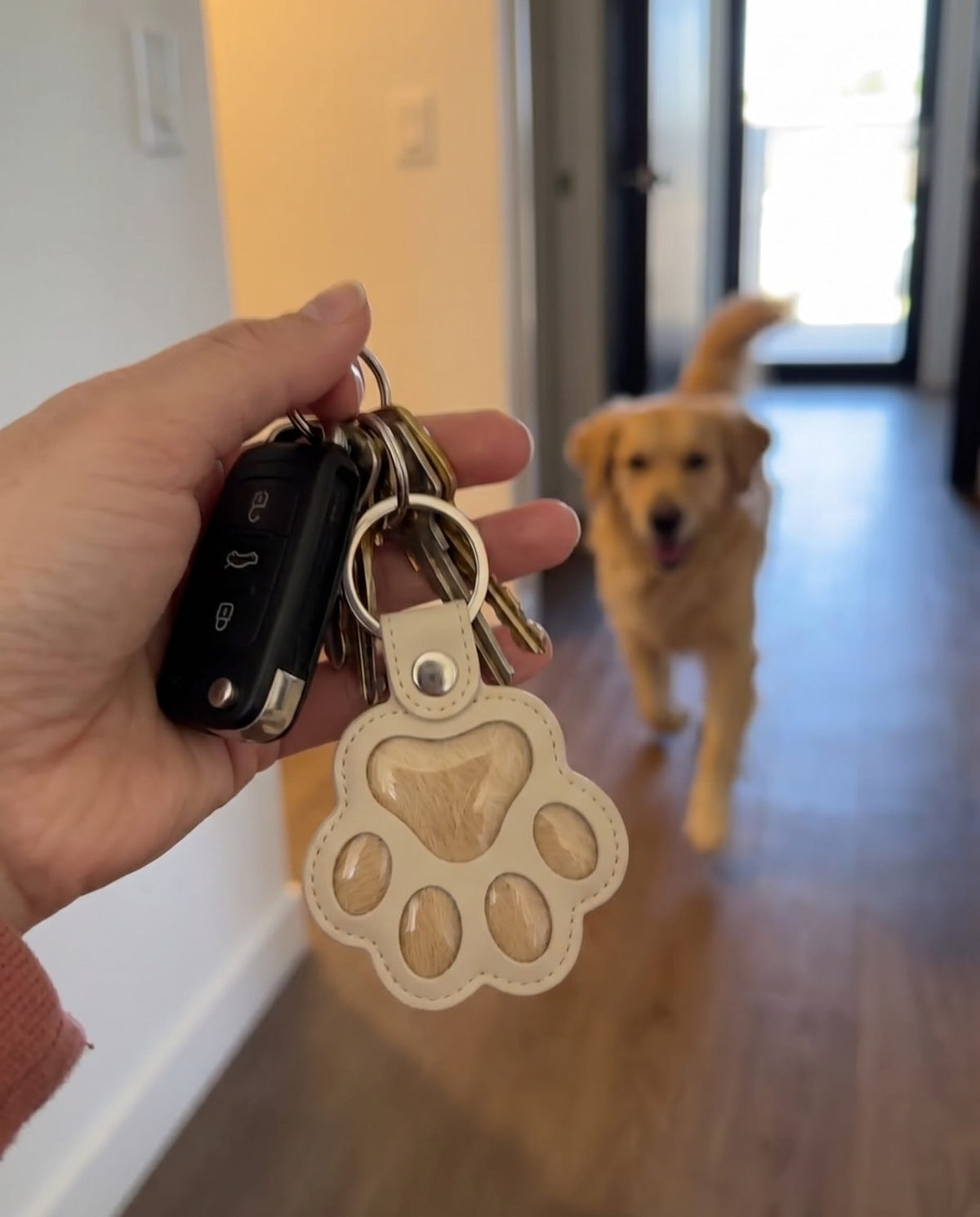 Pelino i Latte på nøglerne, mens en golden retriever løber hen mod kameraet