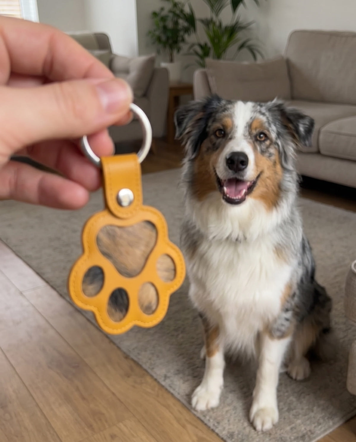 Pelino i Mango foran en australian shepherd